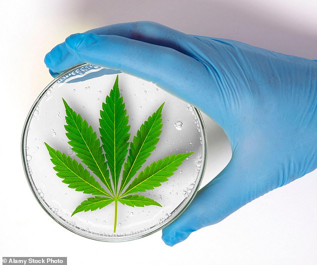 While I’m aware it’s not risk-free (medication rarely is), I’ve done my research and found studies that have shown cannabis can reduce symptoms of OCD