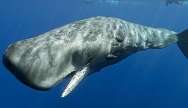 Sperm whales appear to have a 'highly complex' linguistic system which has similar patterns to human speech