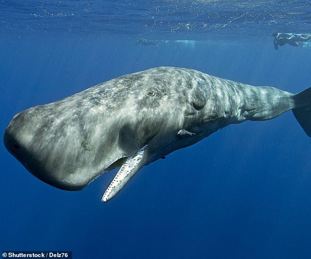 Sperm whales appear to have a 'highly complex' linguistic system which has similar patterns to human speech