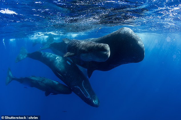 Sperm whales are even though to have regional accents as different pods use different frequency clicks to communicate