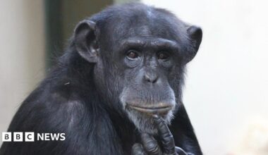 Trudy the chimpanzee is pictured looking into the camera. She has a single finger raised to her chin.