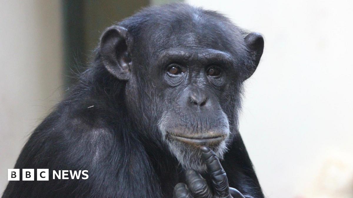 Trudy the chimpanzee is pictured looking into the camera. She has a single finger raised to her chin.