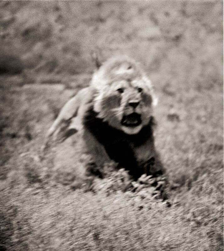 A blurred, black-and-white photo of a lion running through tall grass with its mouth open, possibly roaring or panting, capturing a sense of movement and intensity.