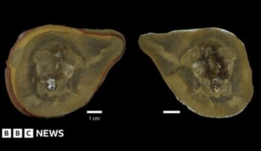The image shows the inside of inside of the fossil and was obtained using sychrotron imaging.
