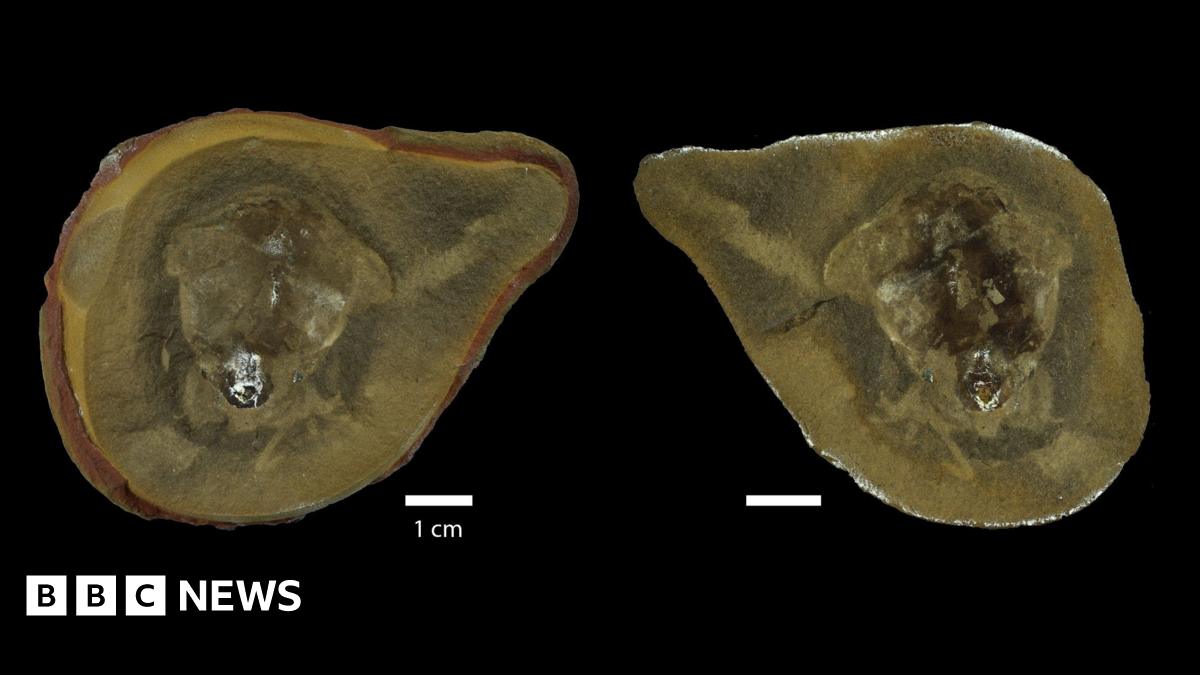 The image shows the inside of inside of the fossil and was obtained using sychrotron imaging.