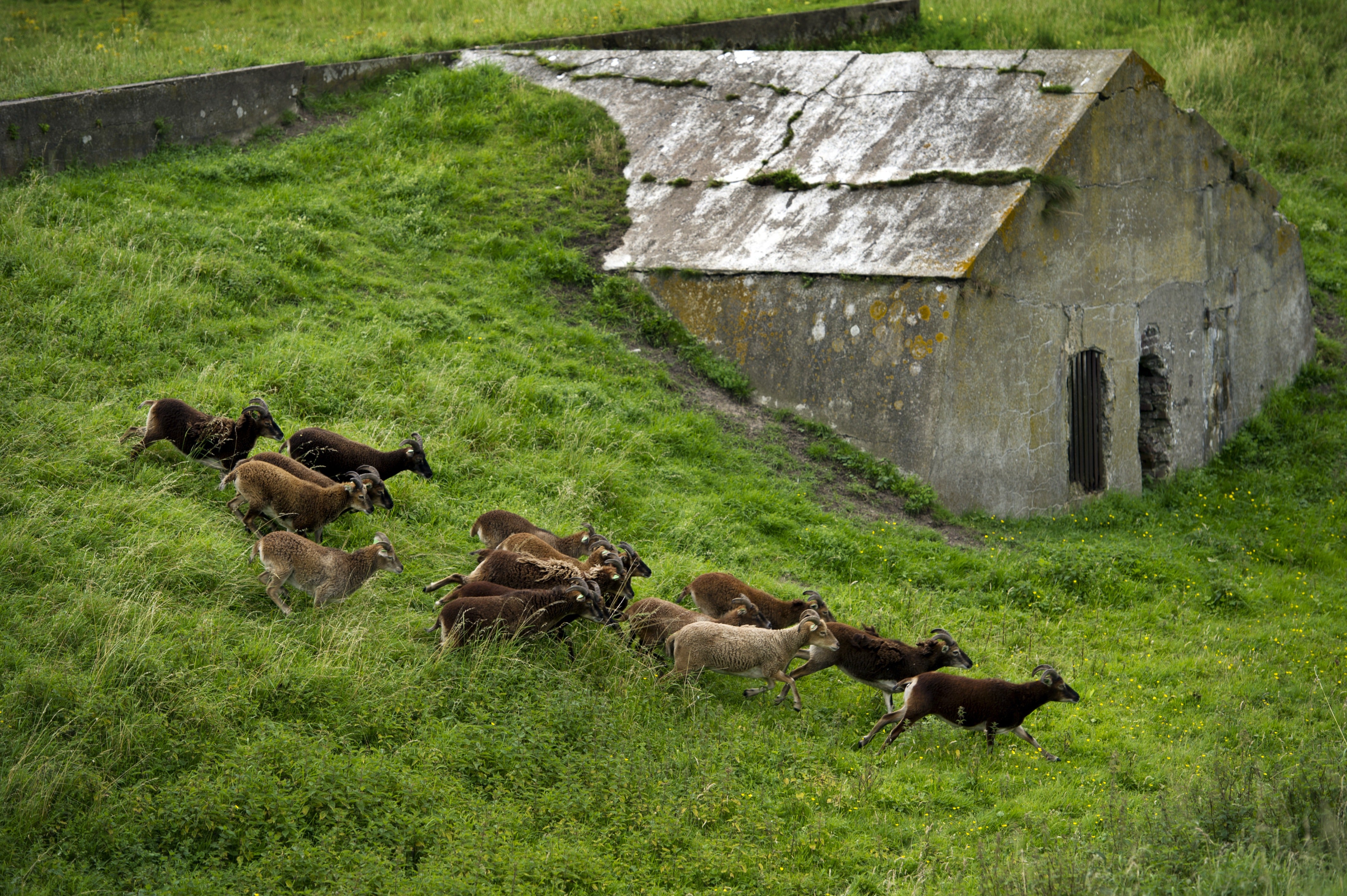 The rare breed of Soay sheep gave the island its name