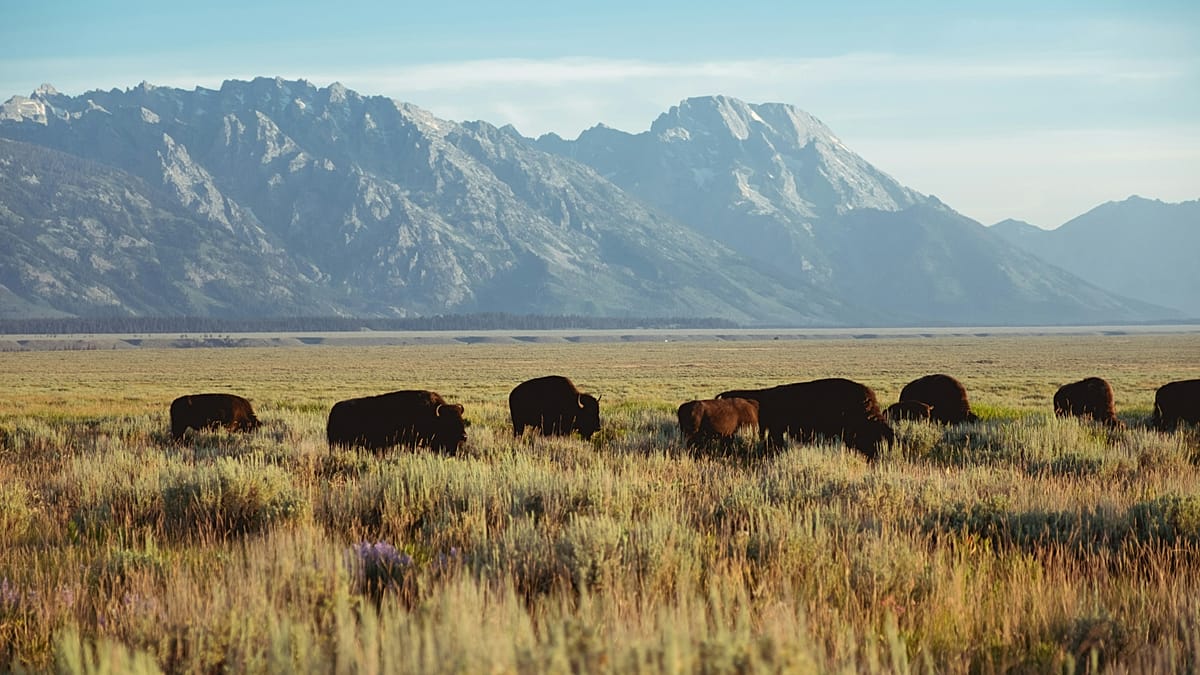 From biodiversity to carbon capture: Saving bison from extinction has brought big benefits to Europe