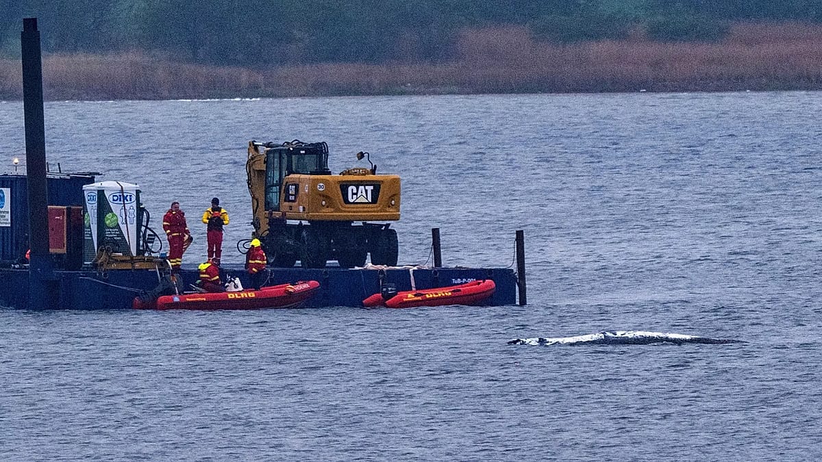 Timmy, the whale stranded off Germany's coast, swims off and gets stuck...again