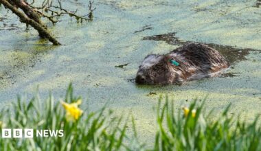 A beaver swimming and partially submerged in a body of water covered in green algae. The beaver's ear has a green tag on it. There are branches in the water and long grass and yellow daffodils in the foreground, but out of focus.
