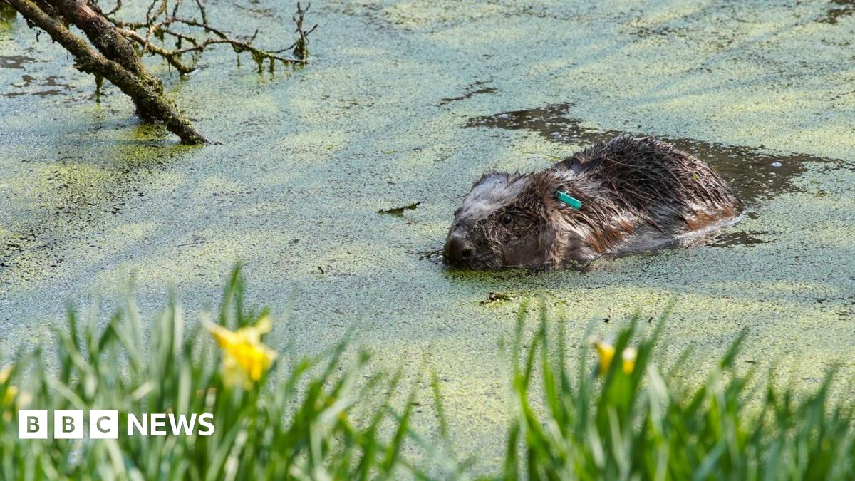 A beaver swimming and partially submerged in a body of water covered in green algae. The beaver's ear has a green tag on it. There are branches in the water and long grass and yellow daffodils in the foreground, but out of focus.