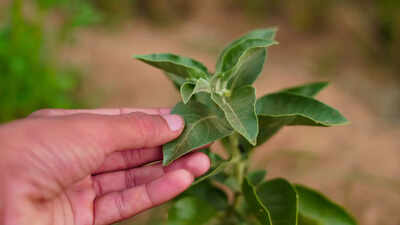 FSSAI bans the use of Ashwagandha leaves in food products; here's why