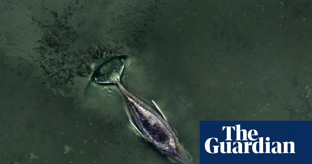 ‘We are totally out of our depth’: experts say whale stranded in Baltic is beyond saving | Germany