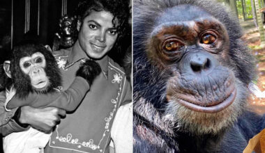 Where Is Michael Jackson's Chimp Bubbles Now? Inside the Life of the Famous Ape Today