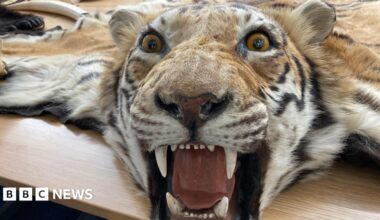 A collection of items, including a tiger skin and rhino horn, which have been seized or handed over to Lincolnshire Police