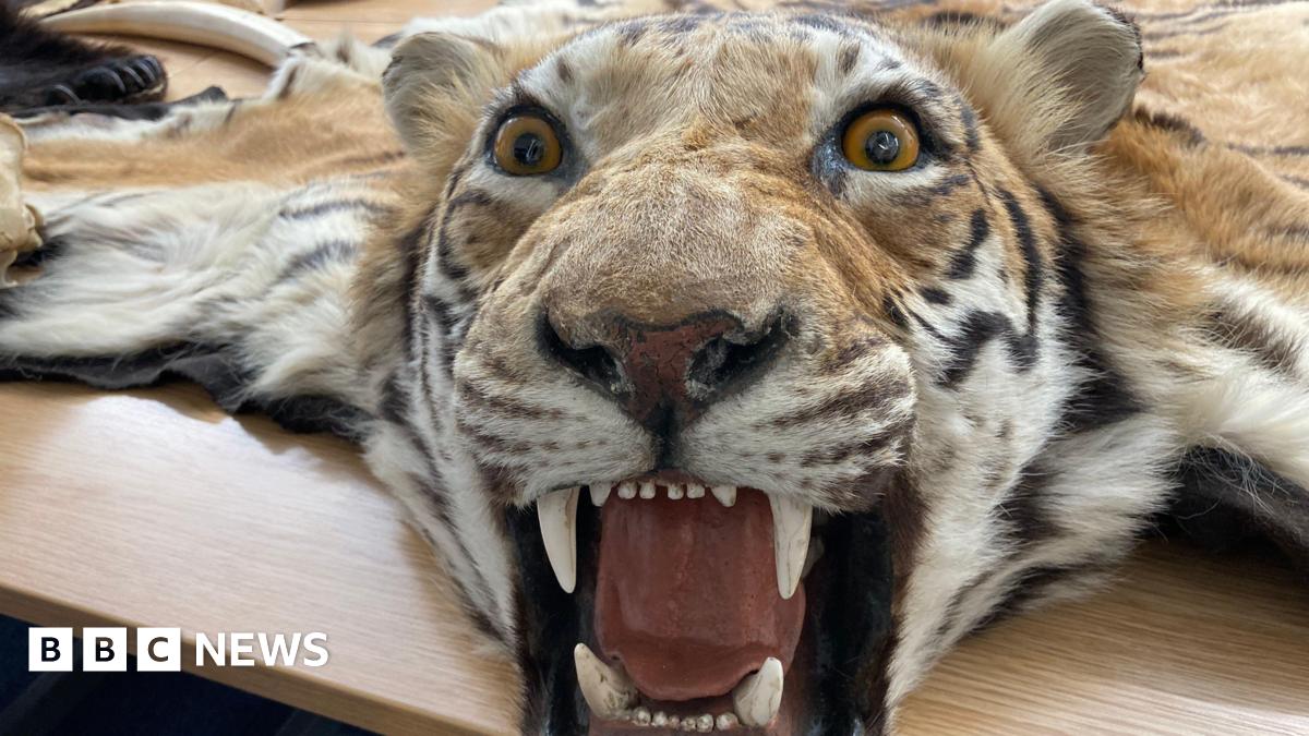 A collection of items, including a tiger skin and rhino horn, which have been seized or handed over to Lincolnshire Police