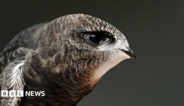 A close up image of a grey, brown and white swift.