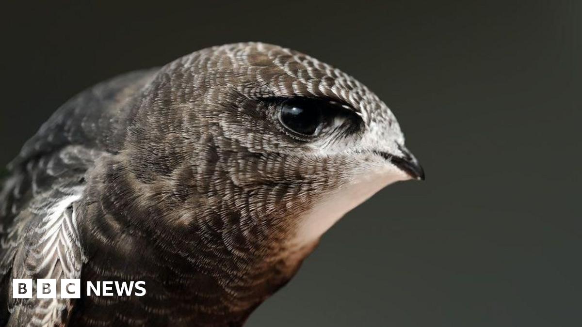 A close up image of a grey, brown and white swift.