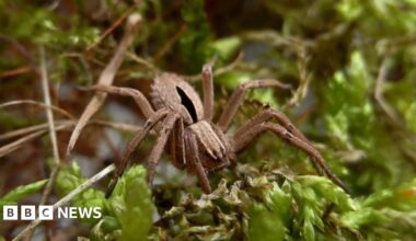 A close-up image of a diamond-backed spider