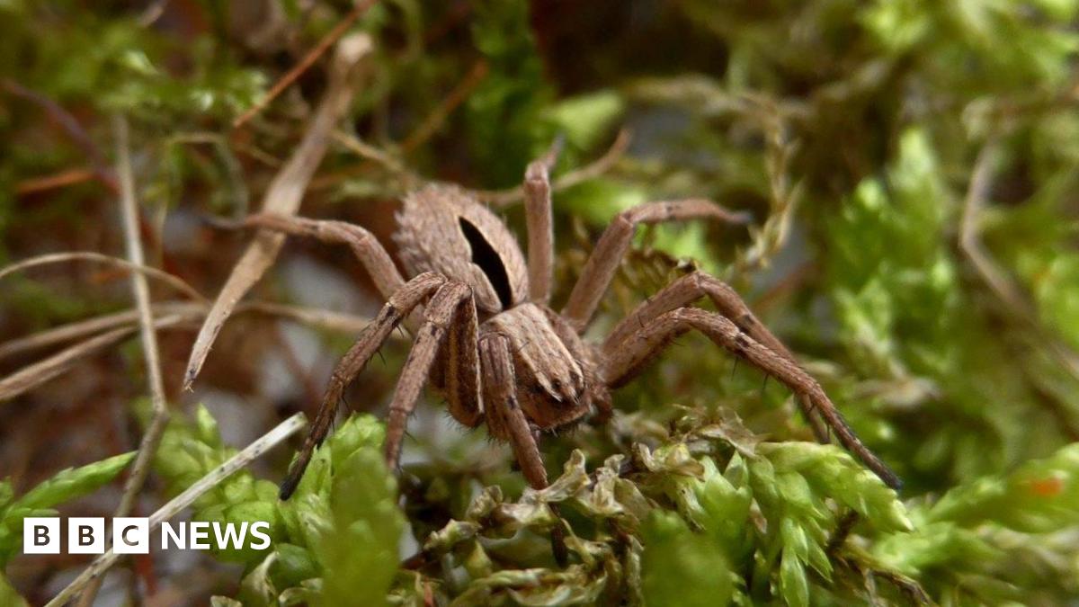 A close-up image of a diamond-backed spider