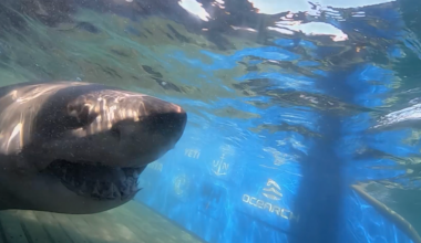 1,400-lb great white shark ‘Breton’ pings near uncharted waters off Turks and Caicos