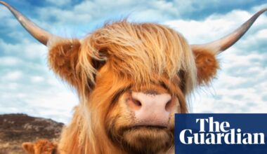Highland cows – how these unlikely social media stars were forced into hiding | Animals