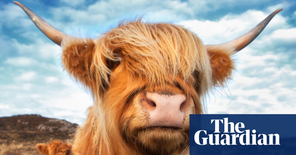 Highland cows – how these unlikely social media stars were forced into hiding | Animals