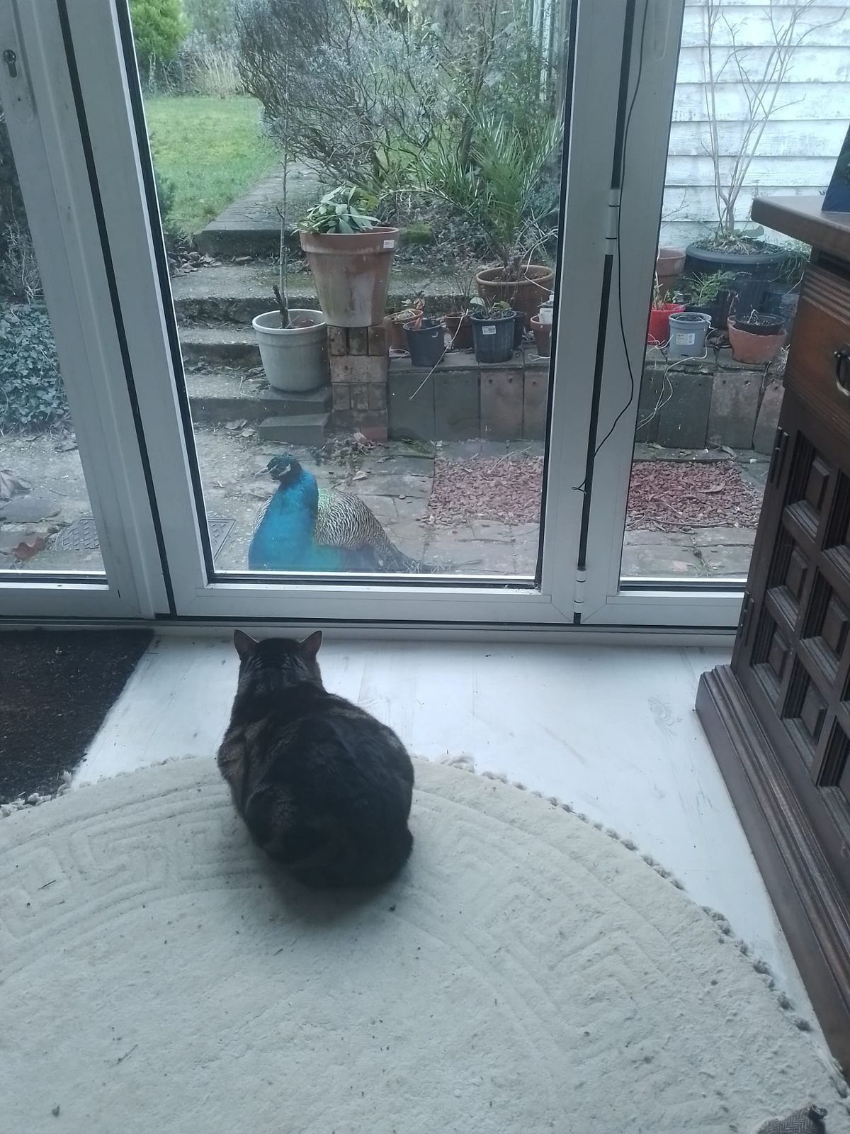 Peacock being watched by cat