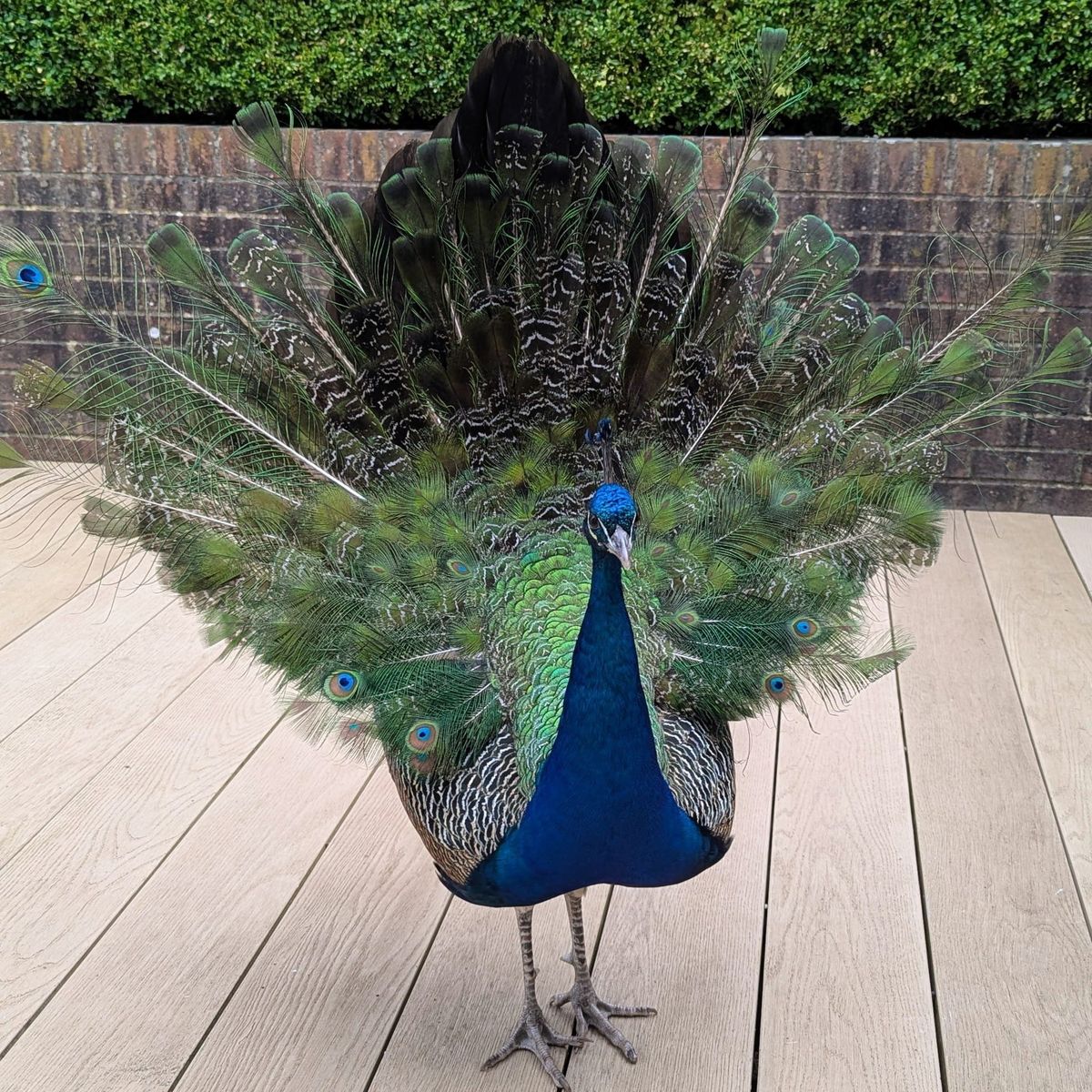 Peacock fanning his wings