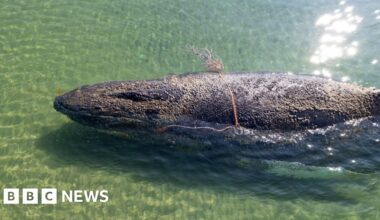 Rescuers abandon hope for whale stranded off German island - BBC