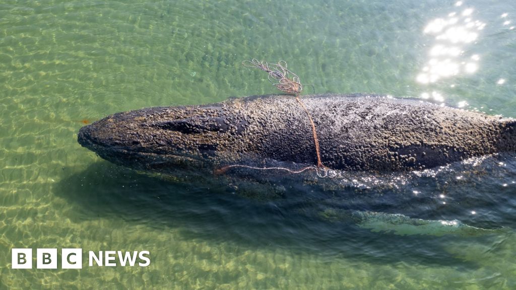 Rescuers abandon hope for whale stranded off German island - BBC
