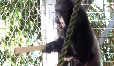 Chimpanzee using floorboards for ‘drumming performance’ shows how music emerged in humans