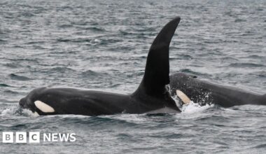 Orca sighting one of 'greatest British wildlife encounters', Backshall says - BBC