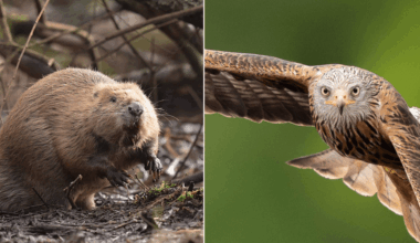 Labour pledges £90 MILLION towards Britain’s endangered wildlife as UK's nature crisis worsens