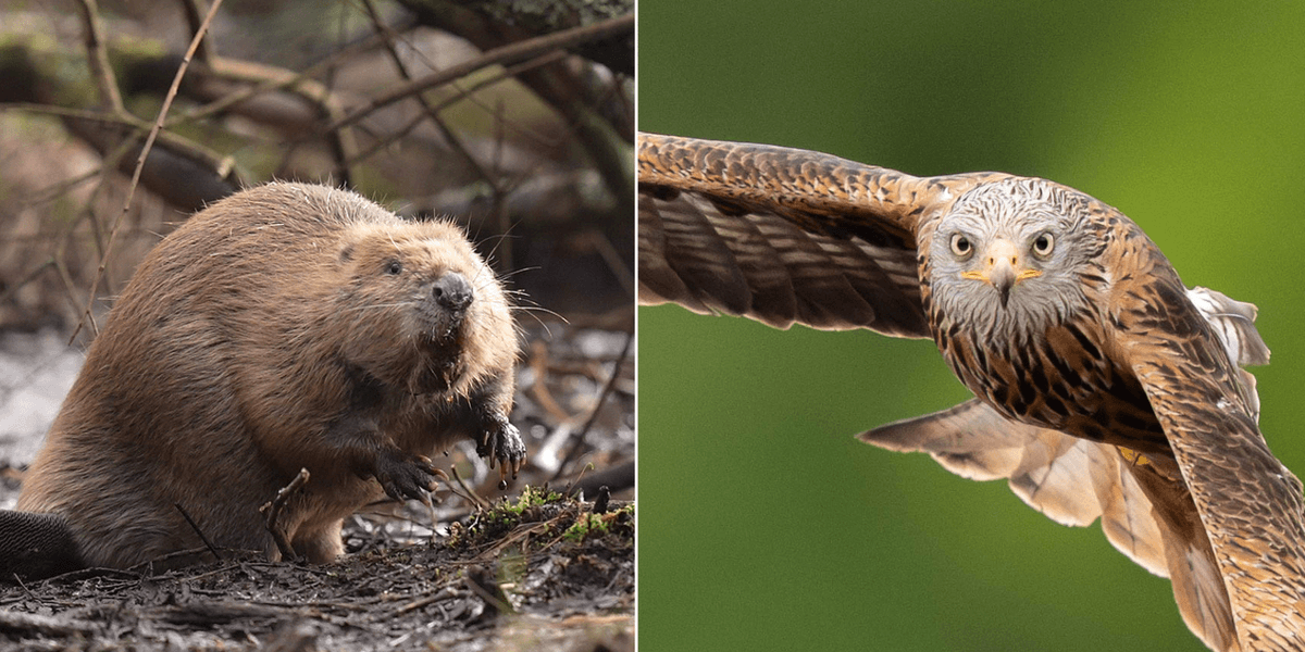 Labour pledges £90 MILLION towards Britain’s endangered wildlife as UK's nature crisis worsens