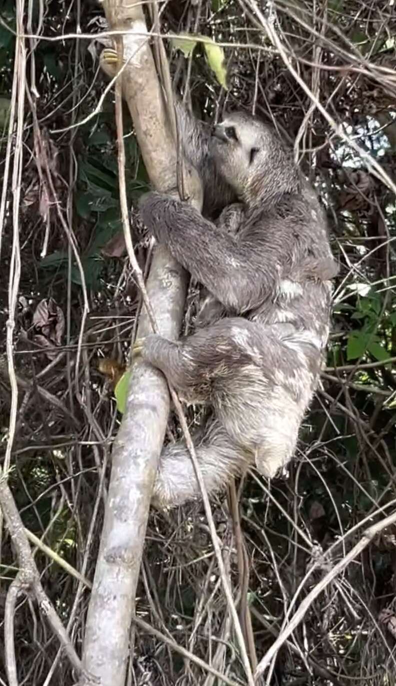 Sloth mother and her baby safely in a tree