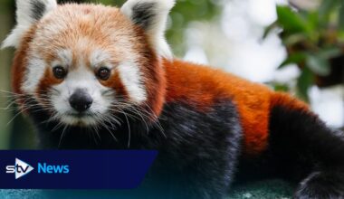 Highland Wildlife Park welcomes red panda to newly built habitat