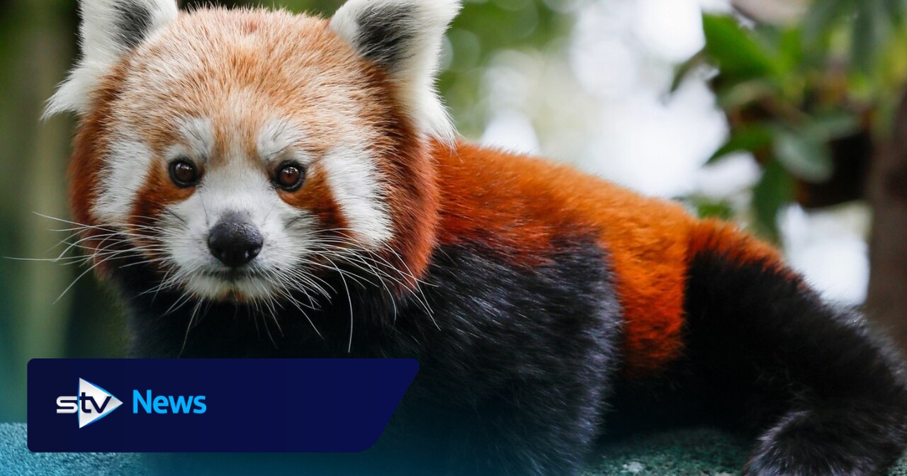 Highland Wildlife Park welcomes red panda to newly built habitat
