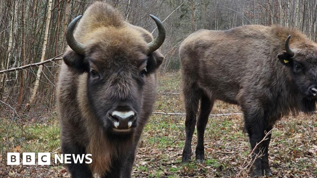 Bison herd restoring Blean Woods for wildlife, ranger says - BBC