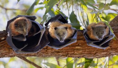 We once napalmed flying foxes. Now it’s worth $1 billion