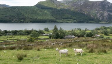 Lamb costs soared over last three years due to climate change – report