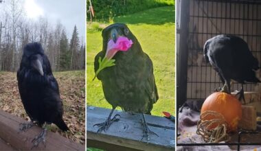 Rescued raven learns to imitate 'dramatic' sneeze of Prince George shelter operator