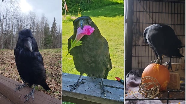 Rescued raven learns to imitate 'dramatic' sneeze of Prince George shelter operator