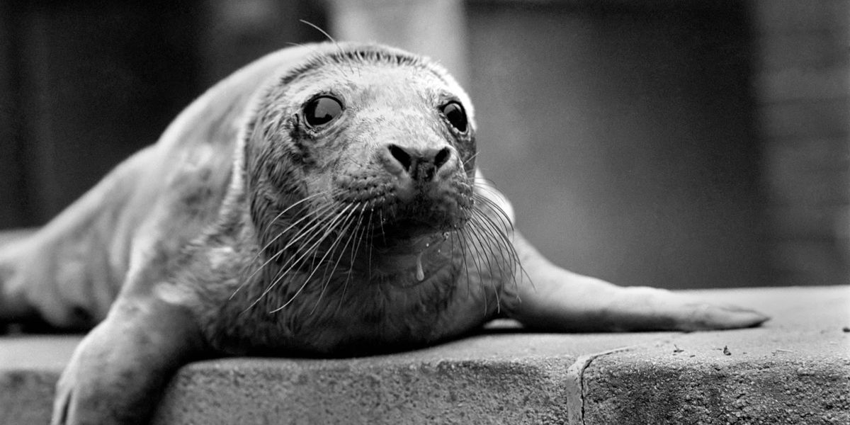 Killer seals have started eating dolphins off Wales coast amid fears predators could hunt swimmers next