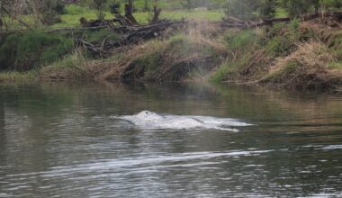 Gray whale spotted swimming up Willapa River has died