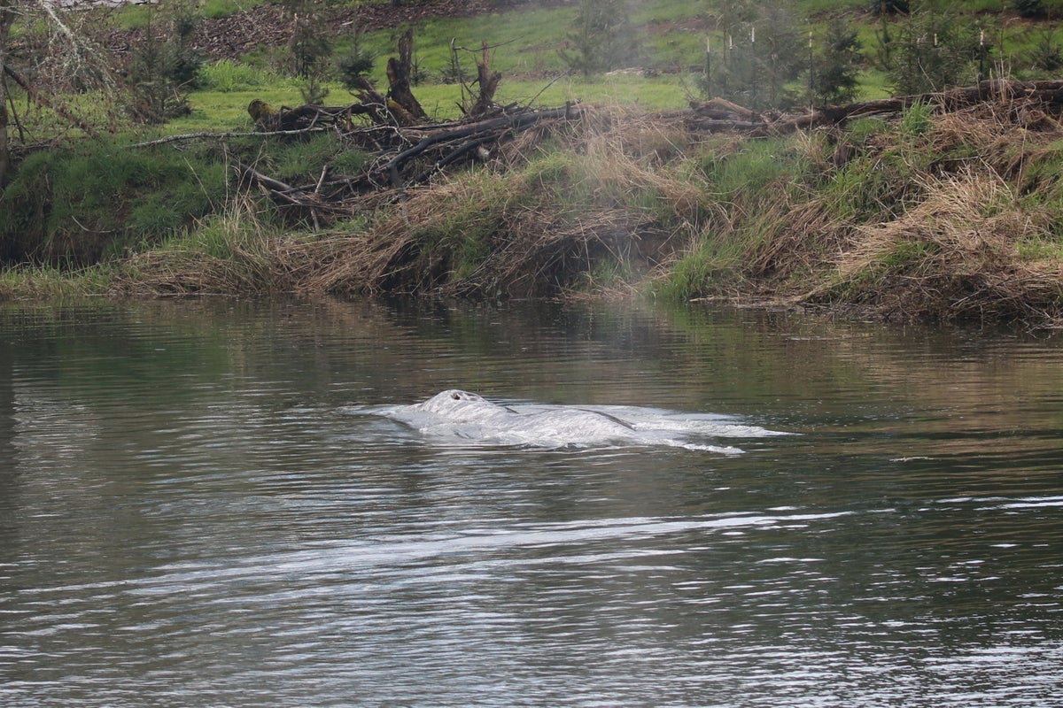 Gray whale spotted swimming up Willapa River has died