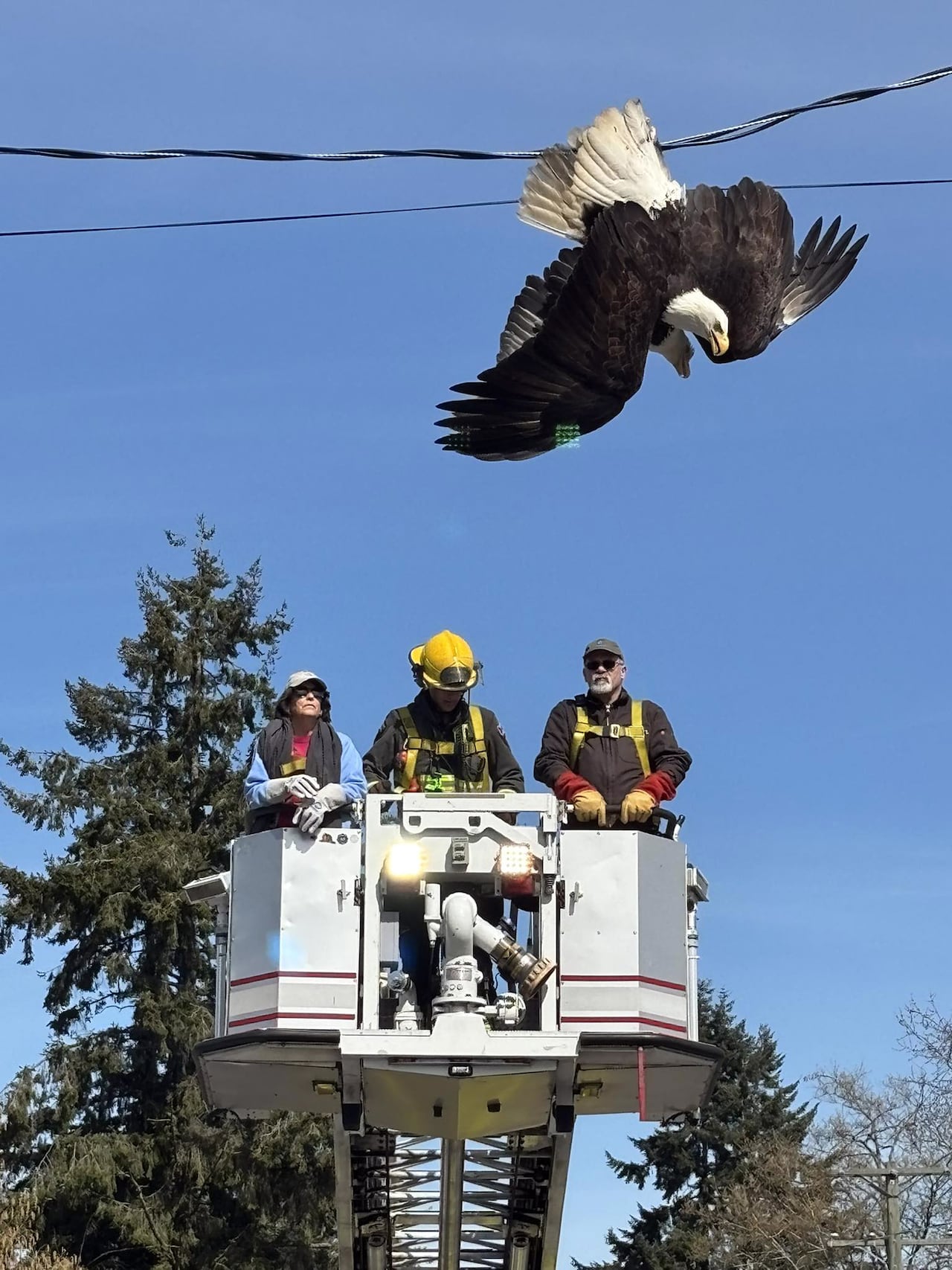 Crews help two eagles stuck in power lines