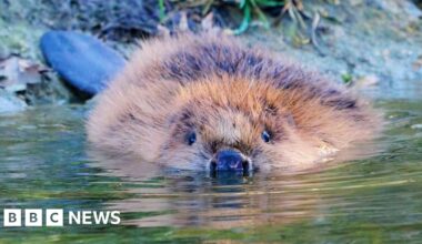 Beavers return to county for first time in 400 years - BBC