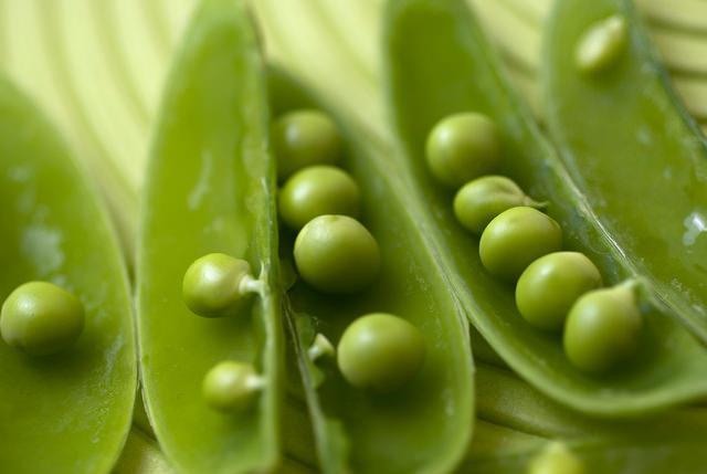 Pea trials aim to tackle costly UK virus losses | News