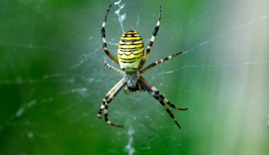 Redback spider (Latrodectus hasselti), in a garage. Canberra, Australian Capital Territory. (Photo by Auscape/Universal Images Group via Getty Images)