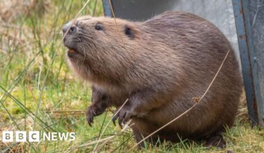 Beaver shot in the face raising a family after recovery - BBC